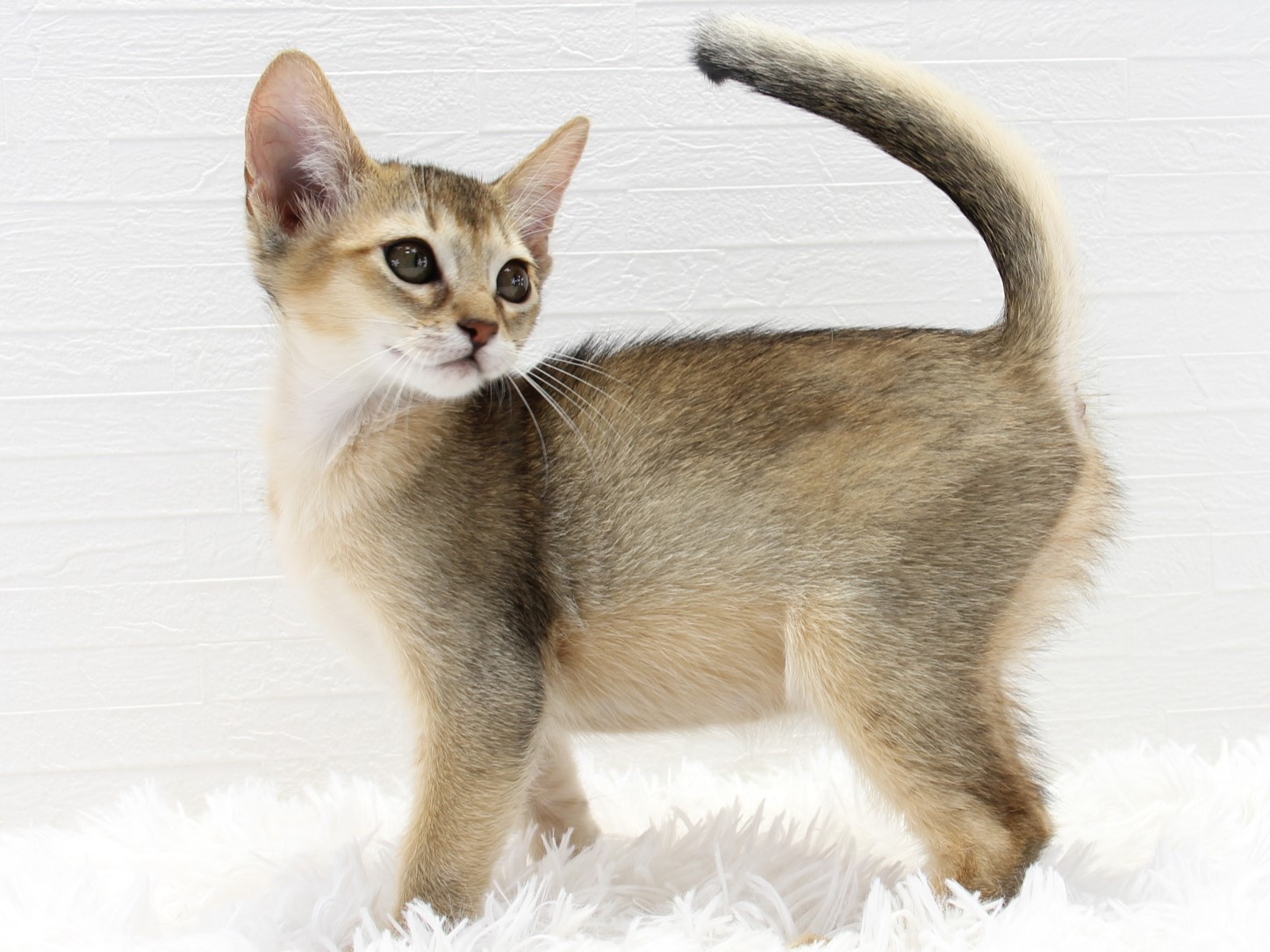 愛知県のハーフ猫・ミックス猫 (猫福家 名古屋南店/2025年7月7日生まれ/女の子/ルディ)の子猫の4枚目の画像