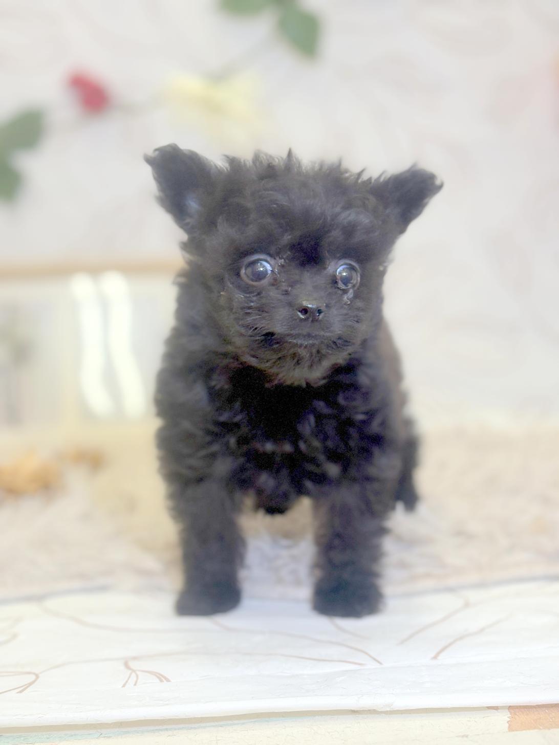 北海道のポメプー(ポメラニアン×プードル) (ラブワンコ平岸店/2025年9月21日生まれ/男の子/ブラック)の子犬