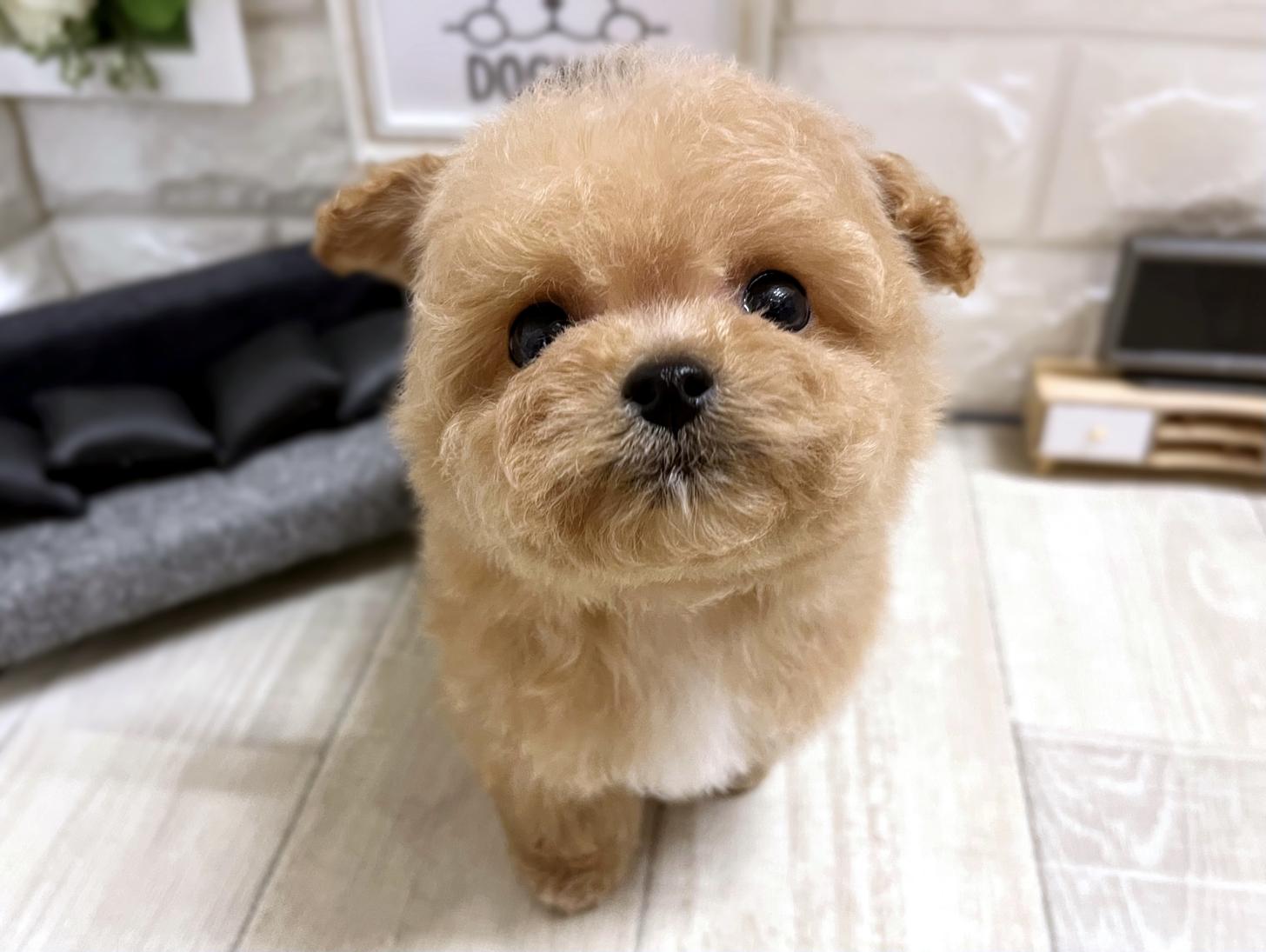 大阪府のビションプー(ビションフリーゼ×プードル) (DOGMAN平野瓜破店/2026年1月12日生まれ/男の子/クリーム)の子犬の1枚目の画像