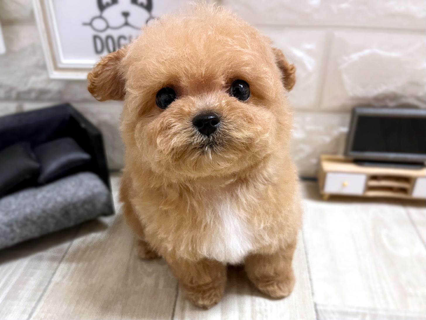 大阪府のビションプー(ビションフリーゼ×プードル) (DOGMAN平野瓜破店/2026年1月12日生まれ/男の子/クリーム)の子犬の2枚目の画像