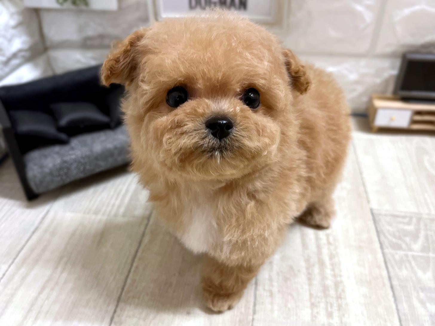 大阪府のビションプー(ビションフリーゼ×プードル) (DOGMAN平野瓜破店/2026年1月12日生まれ/男の子/クリーム)の子犬の3枚目の画像