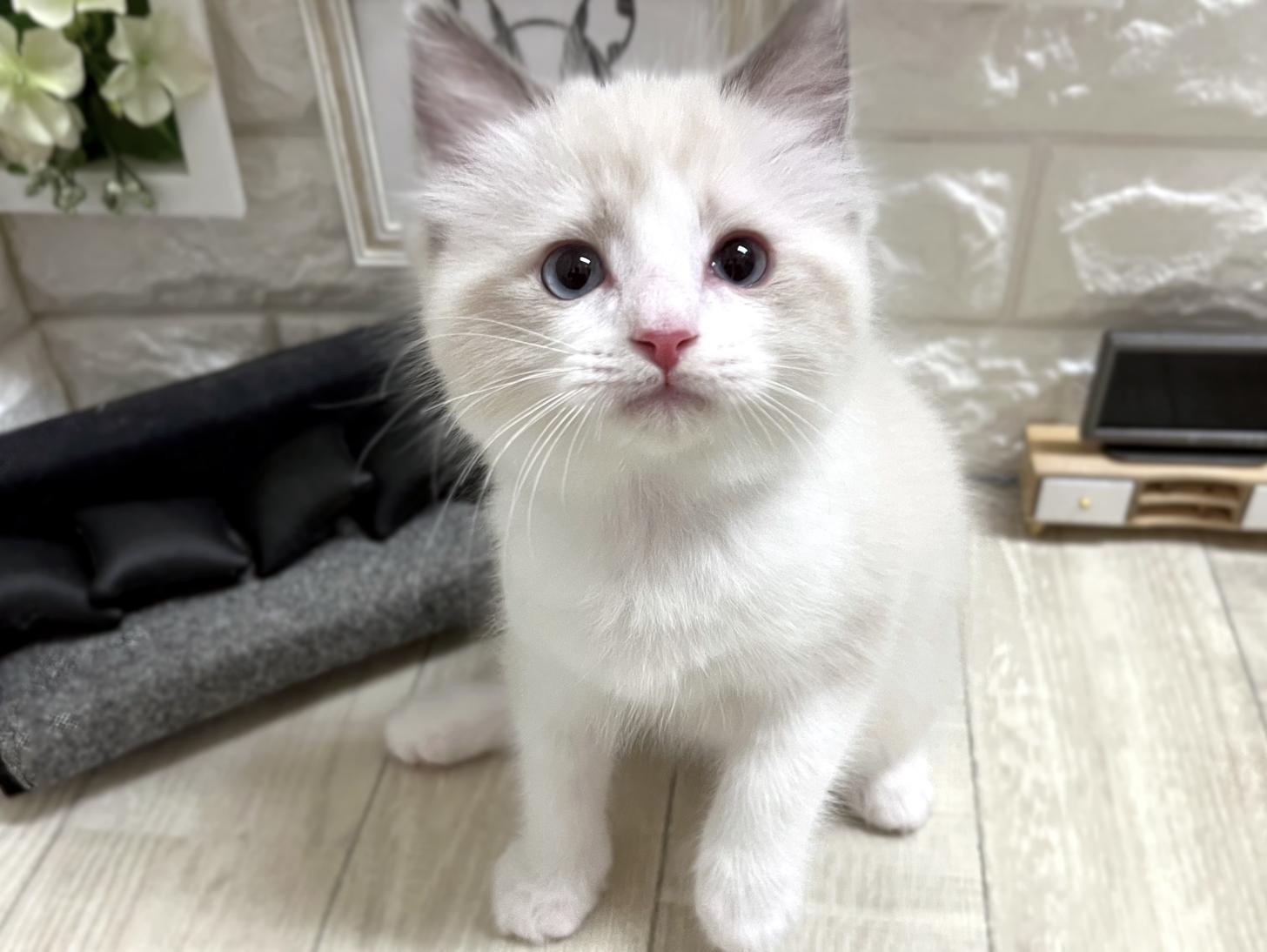大阪府のラグドール (DOGMAN平野瓜破店/2026年3月5日生まれ/男の子/ブルーポイントバイカラー)の子猫の2枚目の画像