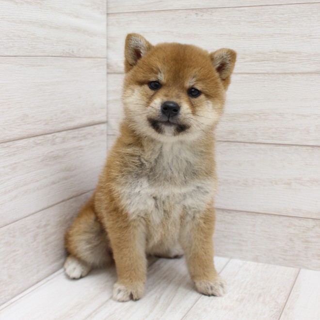 千葉県の柴犬(標準サイズ) (ペピカファミリー松戸店/2026年3月1日生まれ/女の子/赤)の子犬