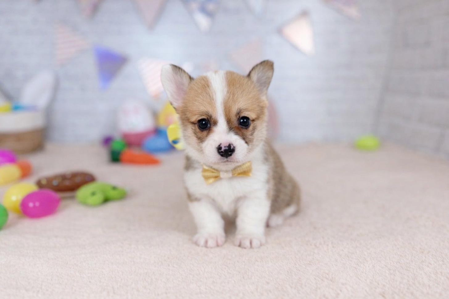 北海道のウェルシュコーギーペンブローク (ペットショップだんぼ/2026年1月10日生まれ/女の子/レッドホワイト)の子犬