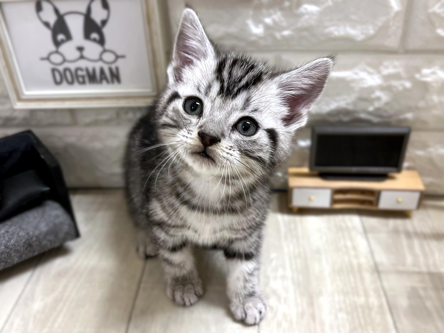 大阪府のアメリカンショートヘアー (DOGMAN平野瓜破店/2025年12月28日生まれ/男の子/シルバータビー)の子猫の2枚目の画像