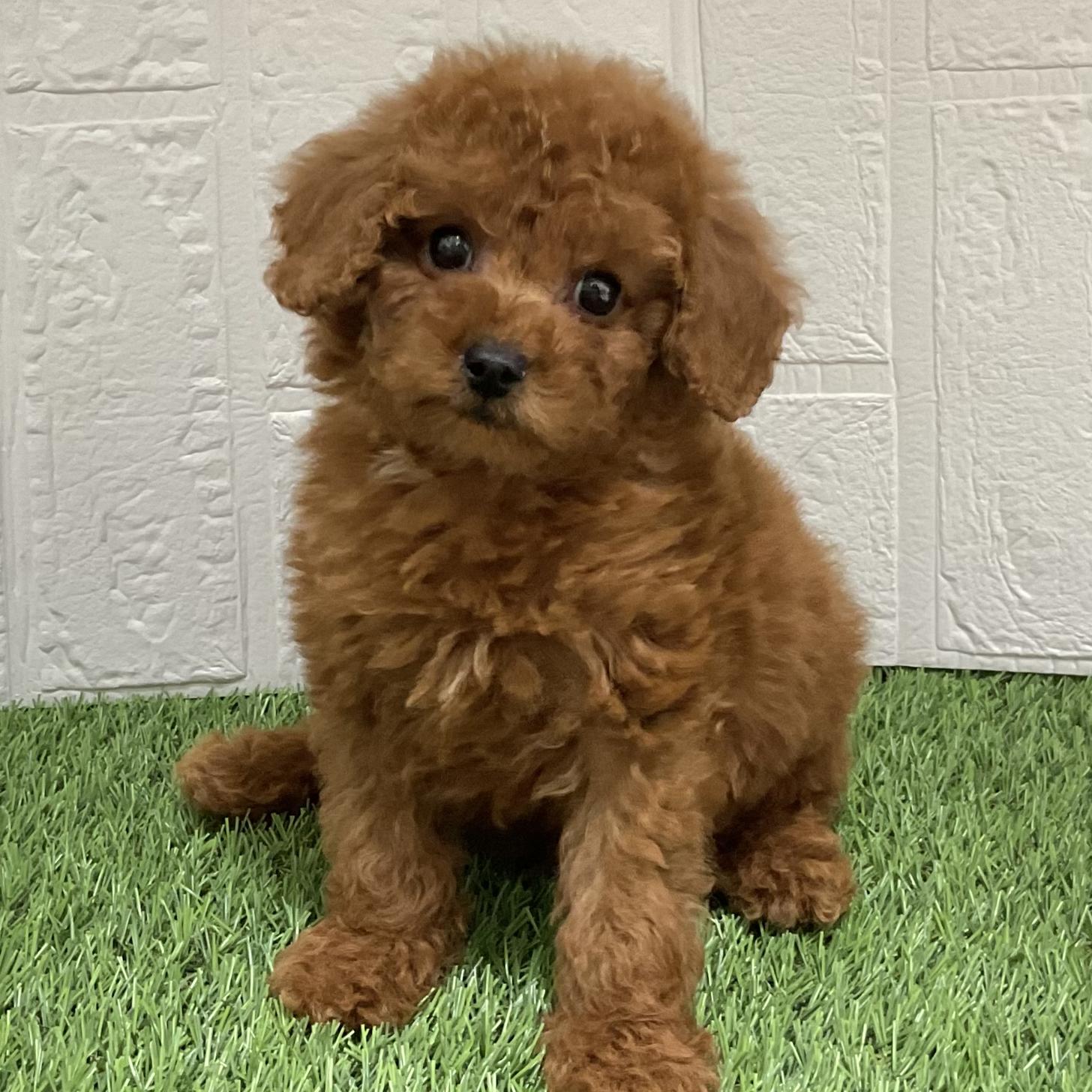 佐賀県のトイプードル(トイ) (ドッグズホーム佐賀店/2025年9月28日生まれ/男の子/レッド)の子犬