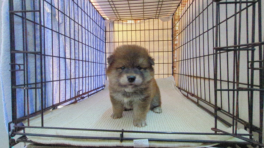 茨城県の豆柴 (ペットショップスズキ/2025年6月23日生まれ/男の子/赤)の子犬