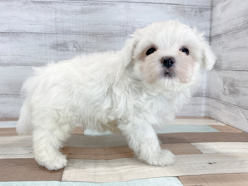 新潟県のマルチーズ (竹内ペット 新津本店/2026年5月30日生まれ/男の子/ホワイト)の子犬の2枚目の画像
