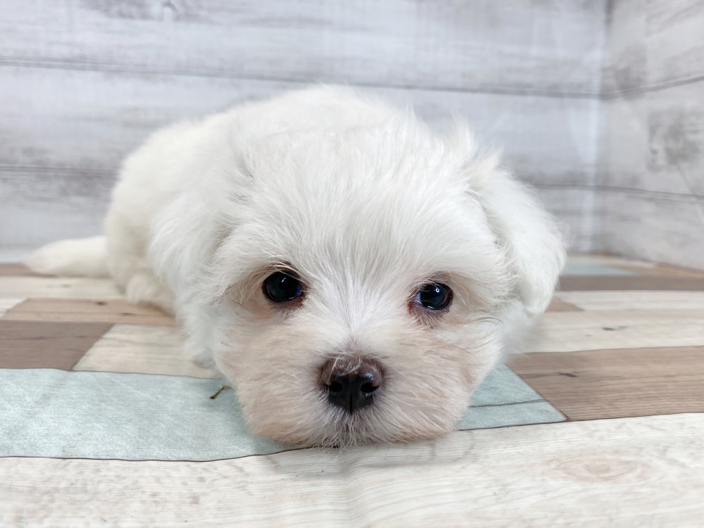 新潟県のマルチーズ (竹内ペット 新津本店/2026年5月30日生まれ/男の子/ホワイト)の子犬の3枚目の画像