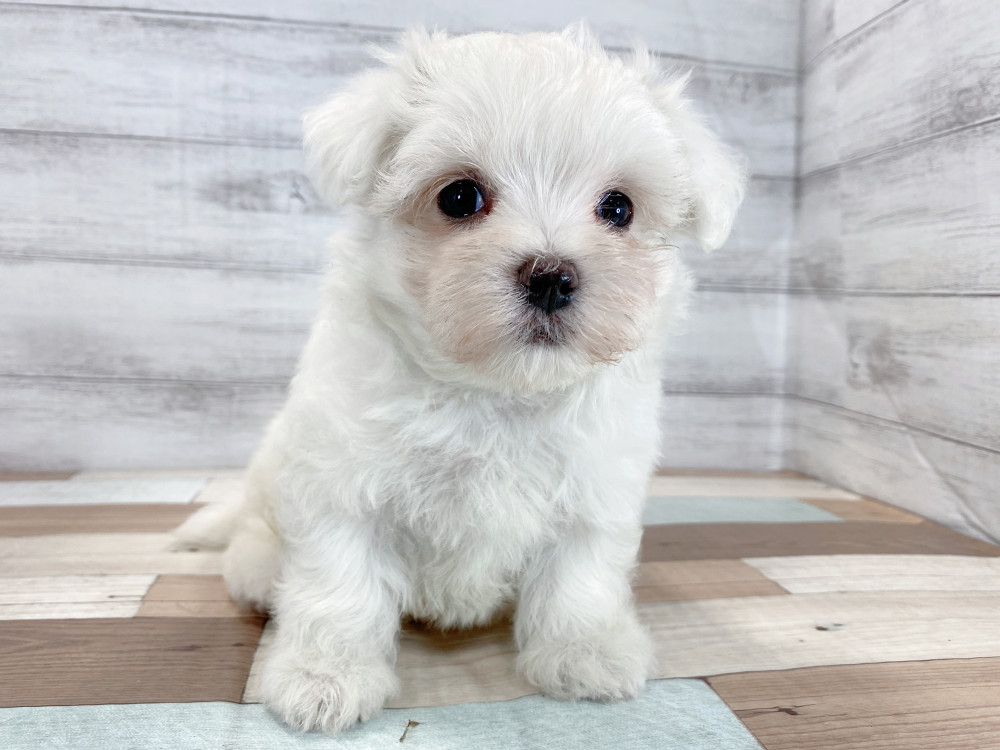 新潟県のマルチーズ (竹内ペット 新津本店/2026年5月30日生まれ/男の子/ホワイト)の子犬の4枚目の画像