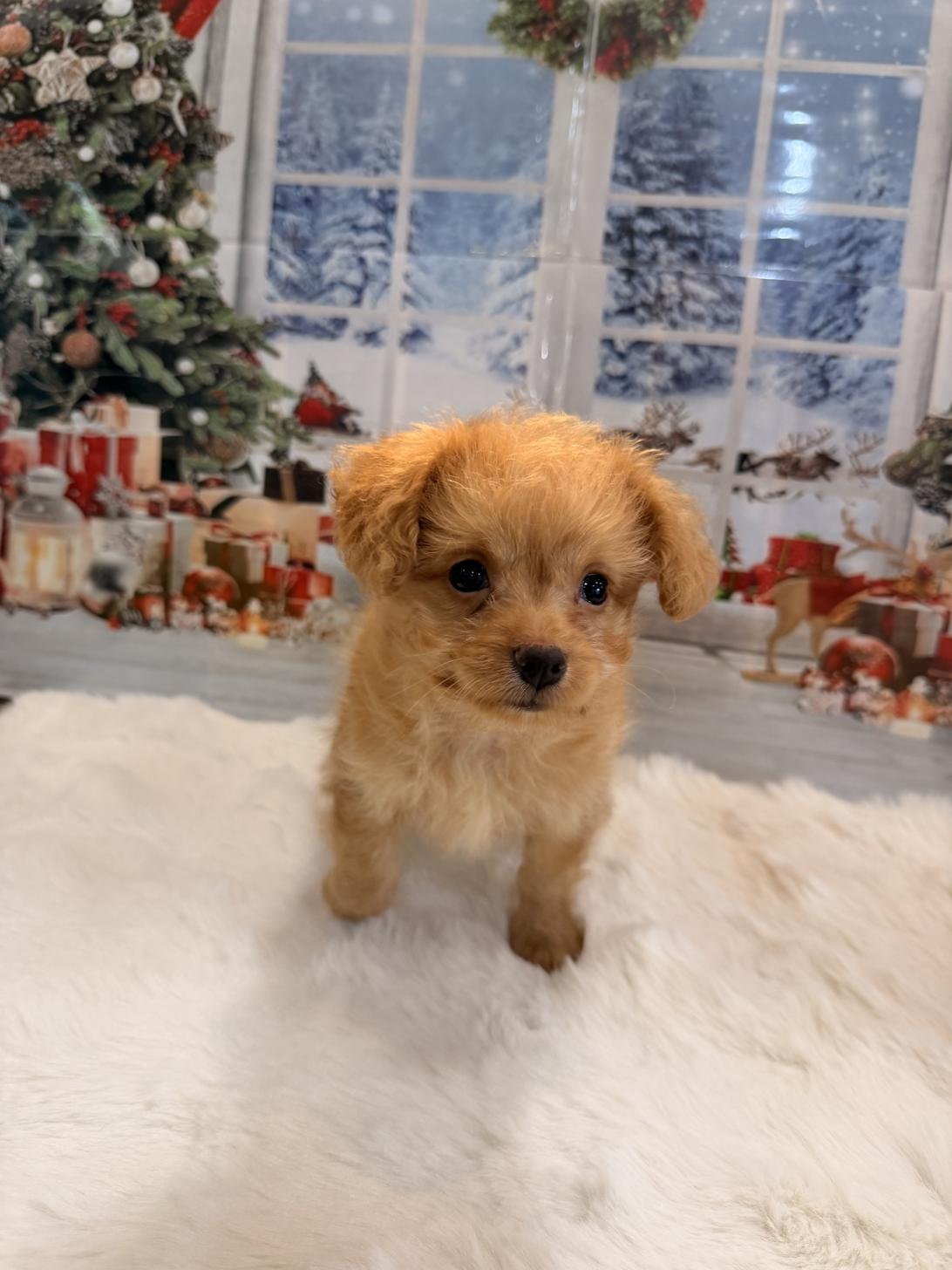 福岡県のチワプー/プーチー(チワワ×プードル) (スタードッグス大牟田店/2025年9月20日生まれ/女の子/アプリコット)の子犬の2枚目の画像