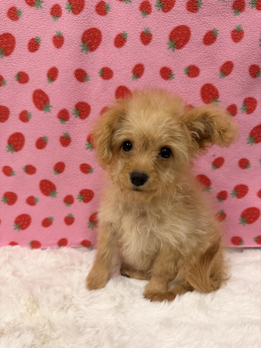 福岡県のチワプー/プーチー(チワワ×プードル) (スタードッグス大牟田店/2025年9月20日生まれ/女の子/アプリコット)の子犬の3枚目の画像
