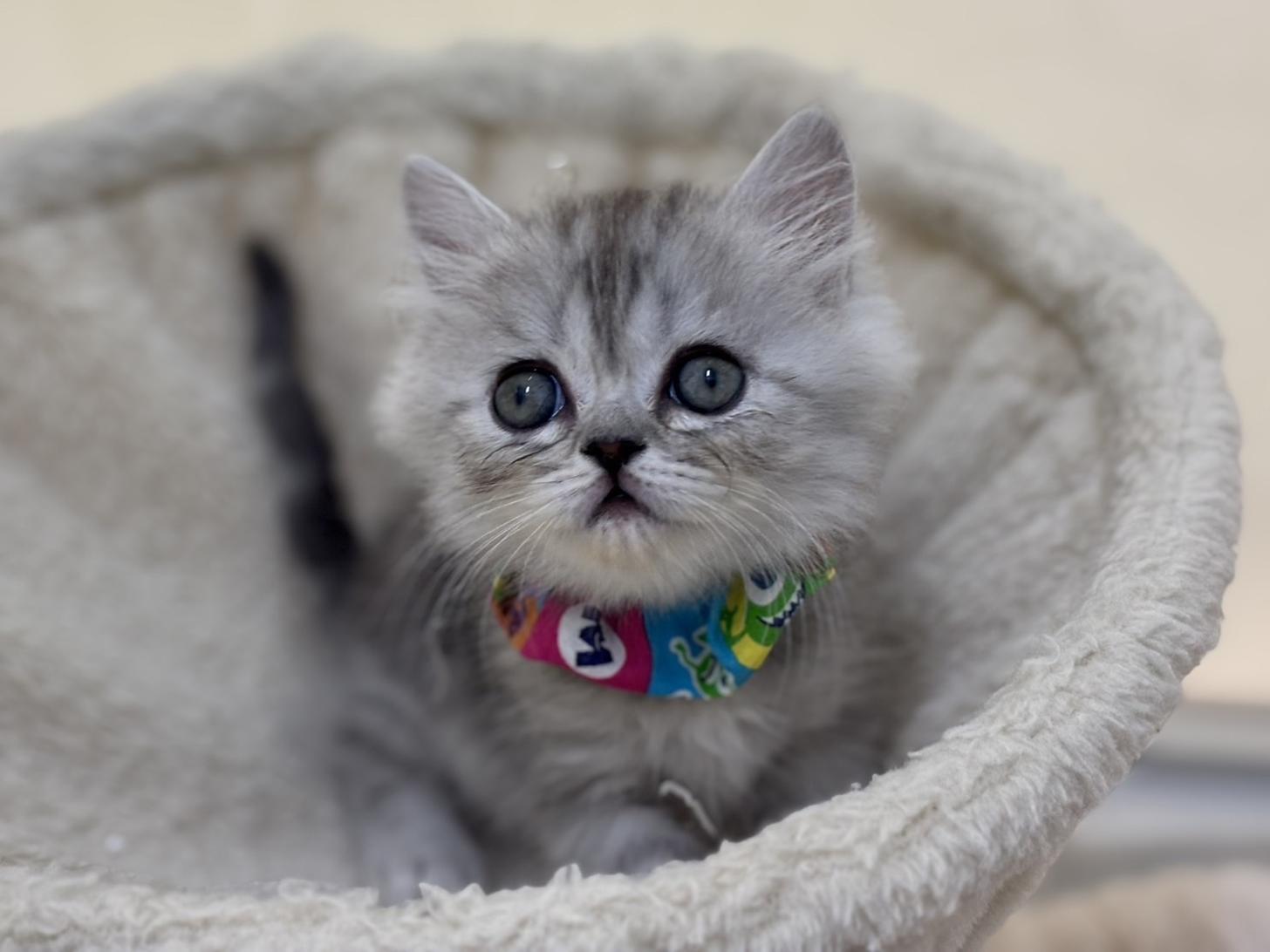 神奈川県のフォールデックス (Doggy Style 小田原店/2025年11月11日生まれ/男の子/シルバータビーホワイト)の子猫の1枚目の画像