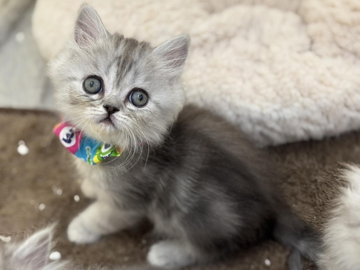 神奈川県のフォールデックス (Doggy Style 小田原店/2025年11月11日生まれ/男の子/シルバータビーホワイト)の子猫の2枚目の画像