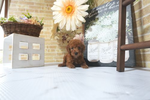 滋賀県のトイプードル(トイ) (いっぷく湖南店/2025年8月10日生まれ/男の子/レッド)の子犬の1枚目の画像