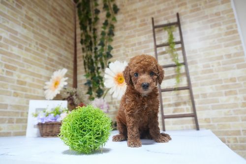 滋賀県のトイプードル(トイ) (いっぷく湖南店/2025年8月10日生まれ/男の子/レッド)の子犬の3枚目の画像