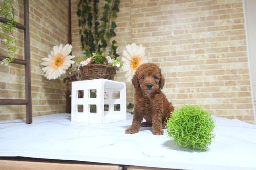 滋賀県のトイプードル(トイ) (いっぷく湖南店/2025年8月10日生まれ/男の子/レッド)の子犬の4枚目の画像