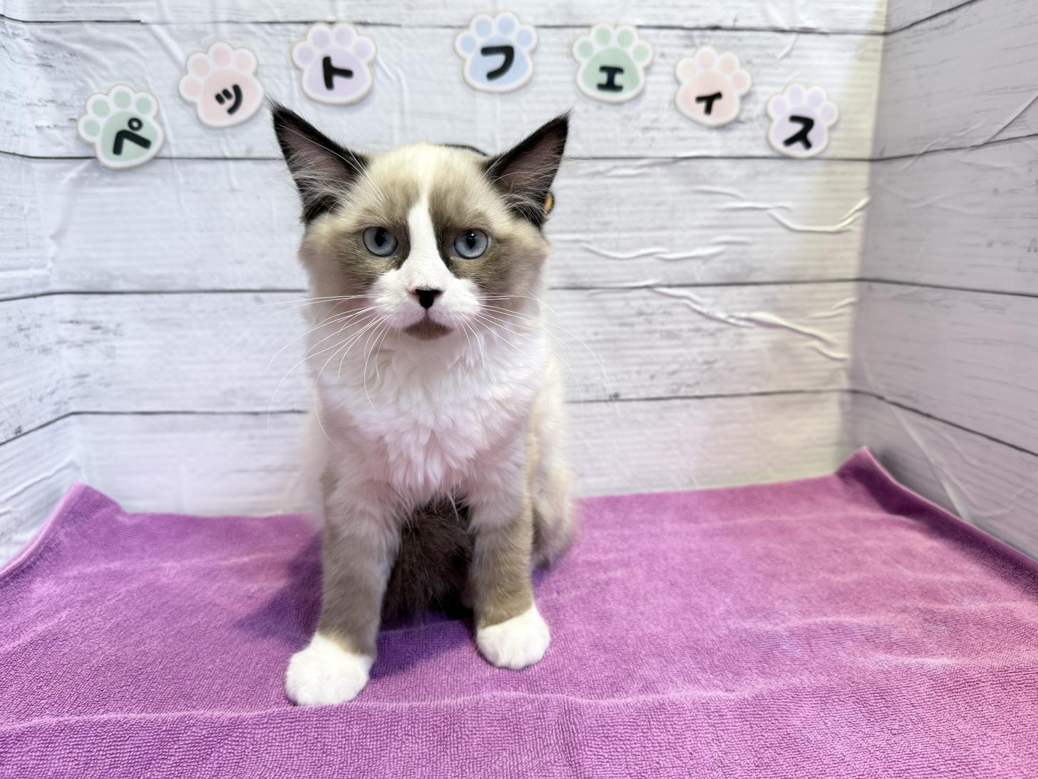 北海道のハーフ猫・ミックス猫 (ペットフェイス大谷地店/2025年12月30日生まれ/女の子/シールポイント)の子猫の1枚目の画像