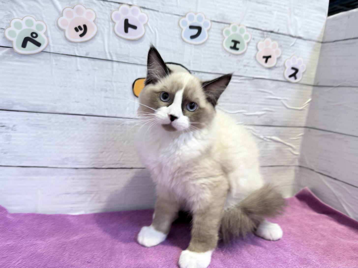 北海道のハーフ猫・ミックス猫 (ペットフェイス大谷地店/2025年12月30日生まれ/女の子/シールポイント)の子猫の2枚目の画像