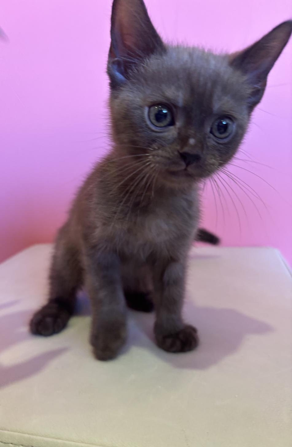 埼玉県のボンベイ (ペッツスマイル南中野店/2025年11月11日生まれ/男の子/セーブル)の子猫の1枚目の画像