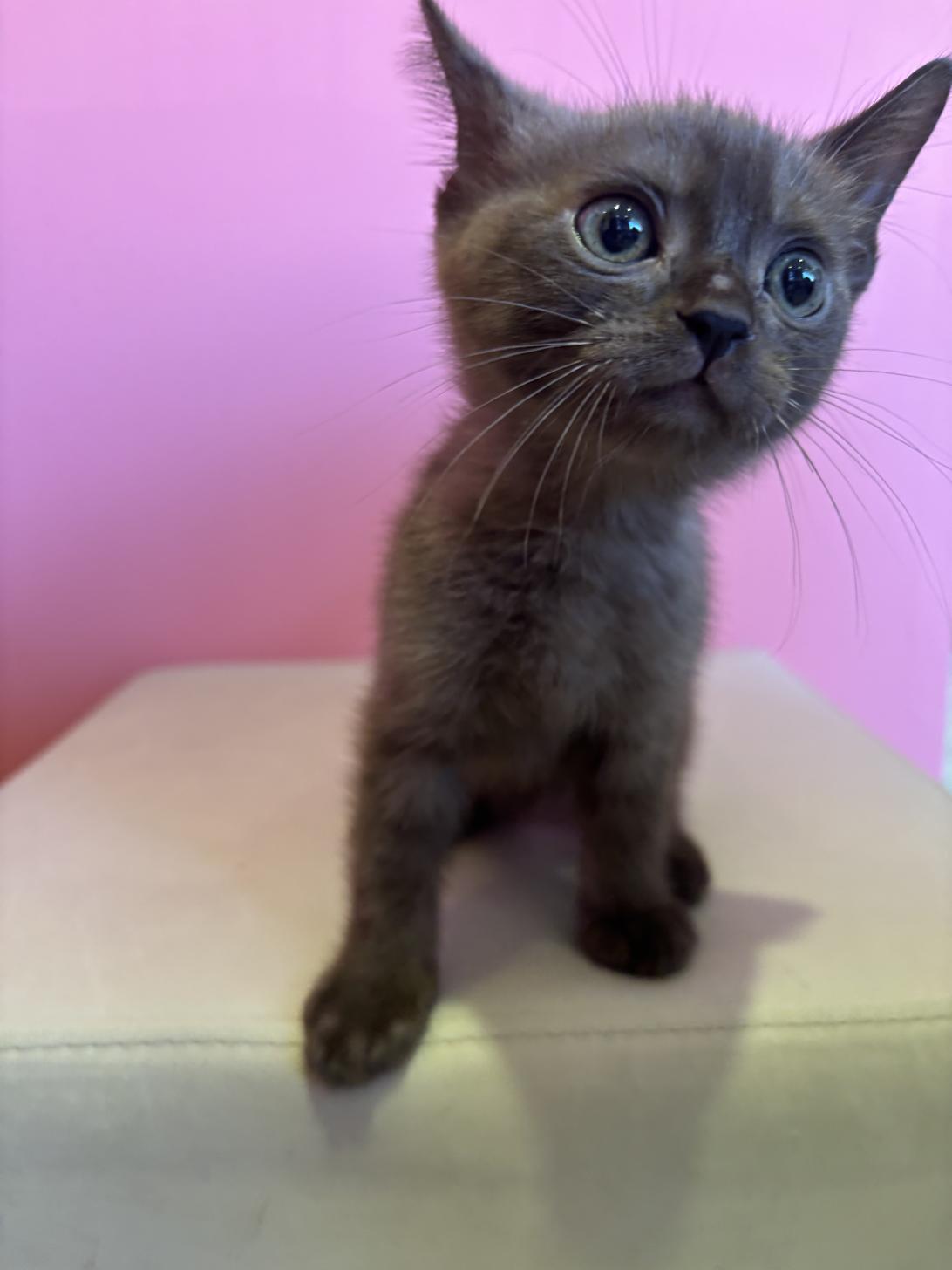 埼玉県のボンベイ (ペッツスマイル南中野店/2025年11月11日生まれ/男の子/セーブル)の子猫の2枚目の画像