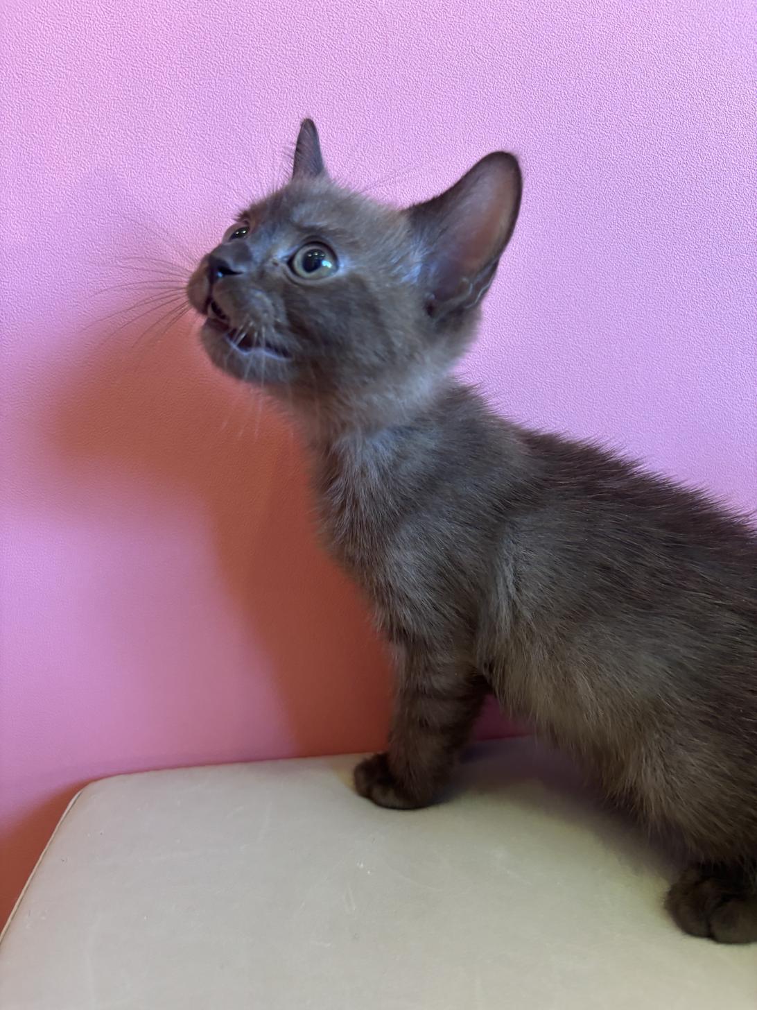 埼玉県のボンベイ (ペッツスマイル南中野店/2025年11月11日生まれ/男の子/セーブル)の子猫の3枚目の画像