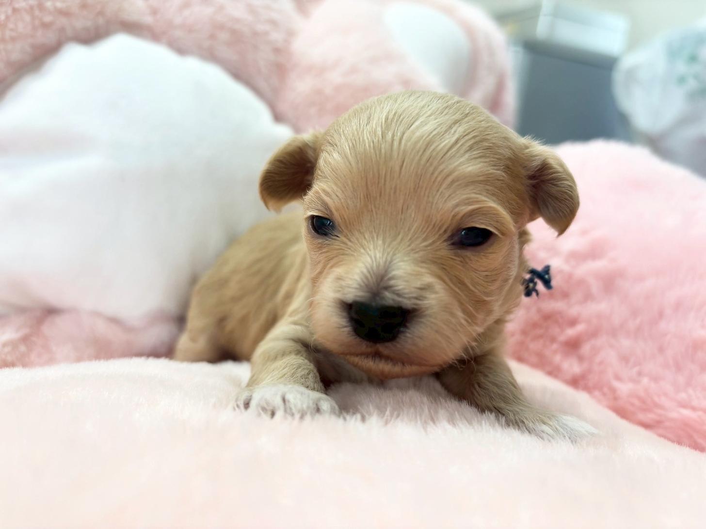 熊本県のチワプー/プーチー(チワワ×プードル) (スタードッグス新熊本店/2025年10月25日生まれ/男の子/クリーム)の子犬
