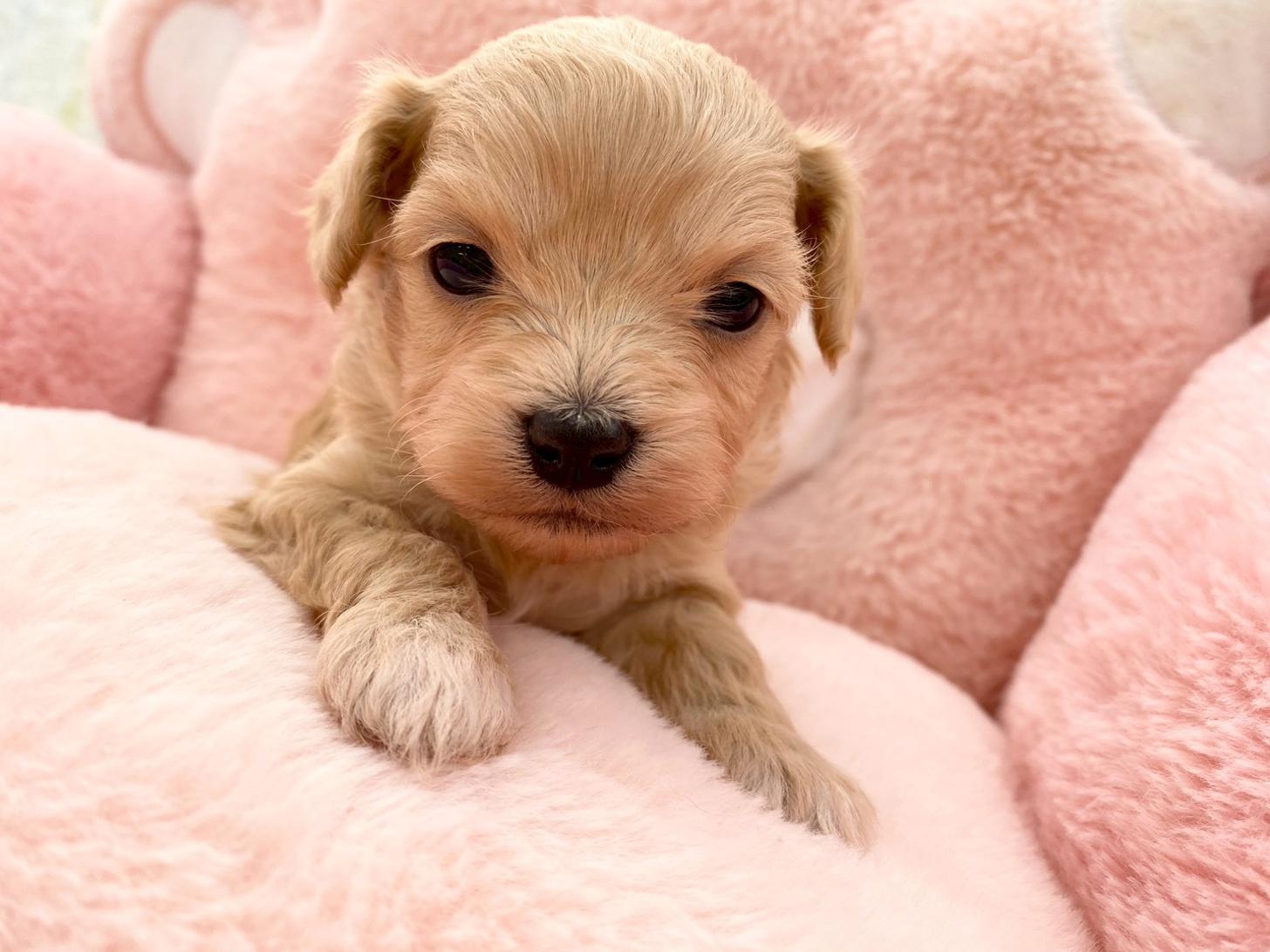 熊本県のチワプー/プーチー(チワワ×プードル) (スタードッグス新熊本店/2025年10月25日生まれ/男の子/クリーム)の子犬の1枚目の画像