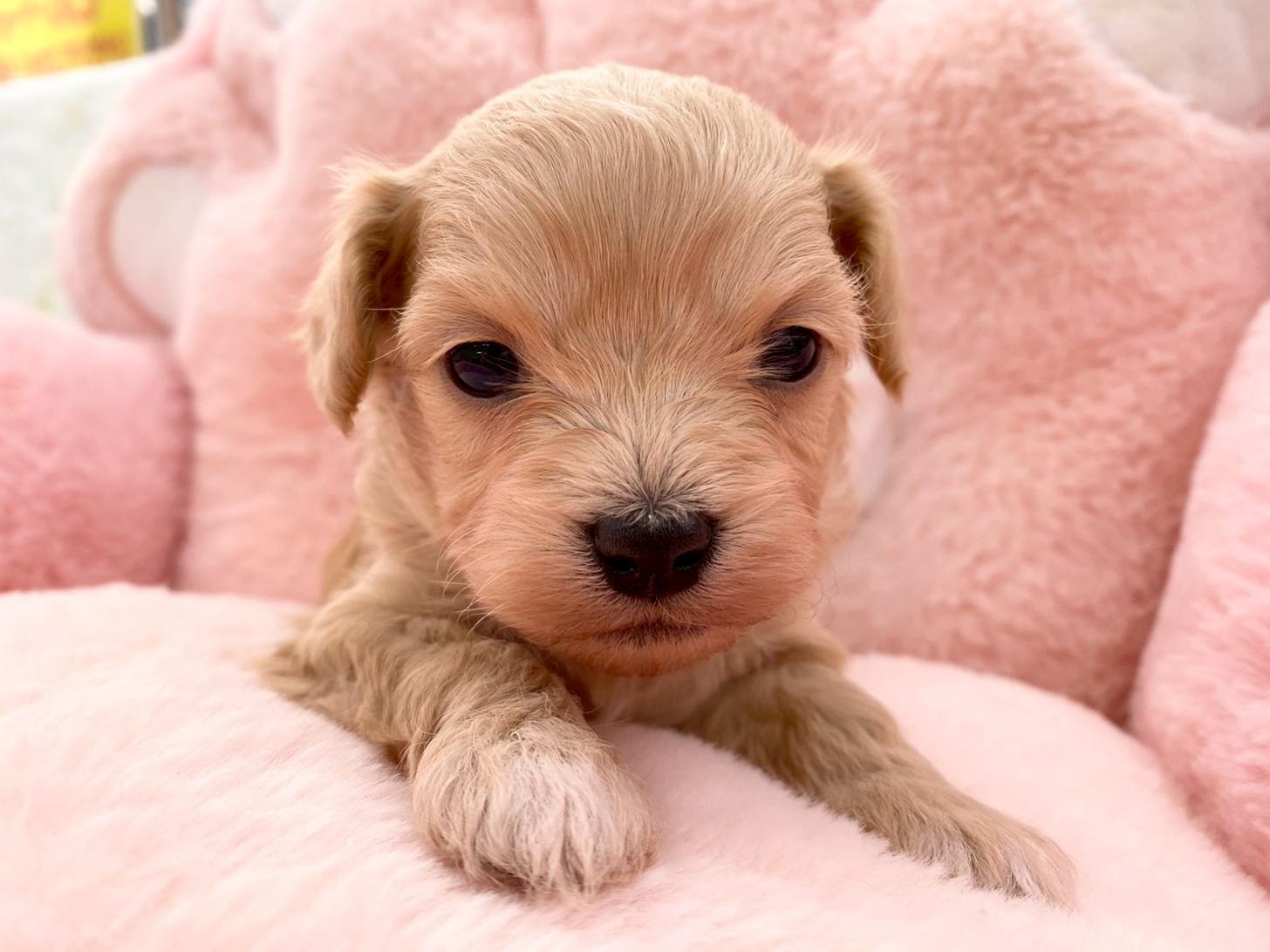 熊本県のチワプー/プーチー(チワワ×プードル) (スタードッグス新熊本店/2025年10月25日生まれ/男の子/クリーム)の子犬の2枚目の画像