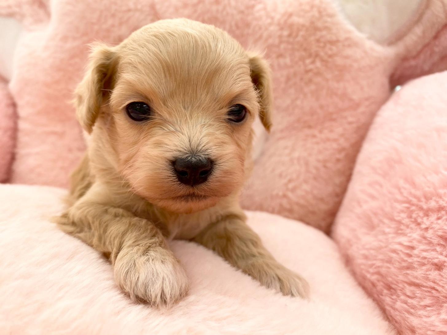 熊本県のチワプー/プーチー(チワワ×プードル) (スタードッグス新熊本店/2025年10月25日生まれ/男の子/クリーム)の子犬の3枚目の画像