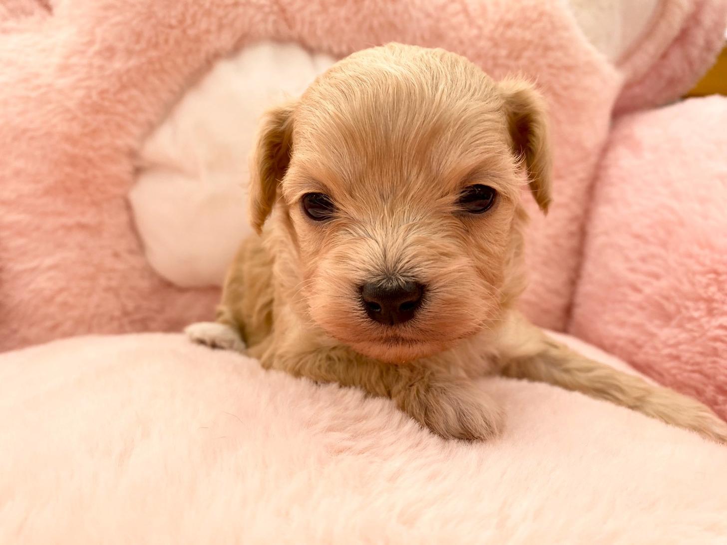 熊本県のチワプー/プーチー(チワワ×プードル) (スタードッグス新熊本店/2025年10月25日生まれ/男の子/クリーム)の子犬の4枚目の画像