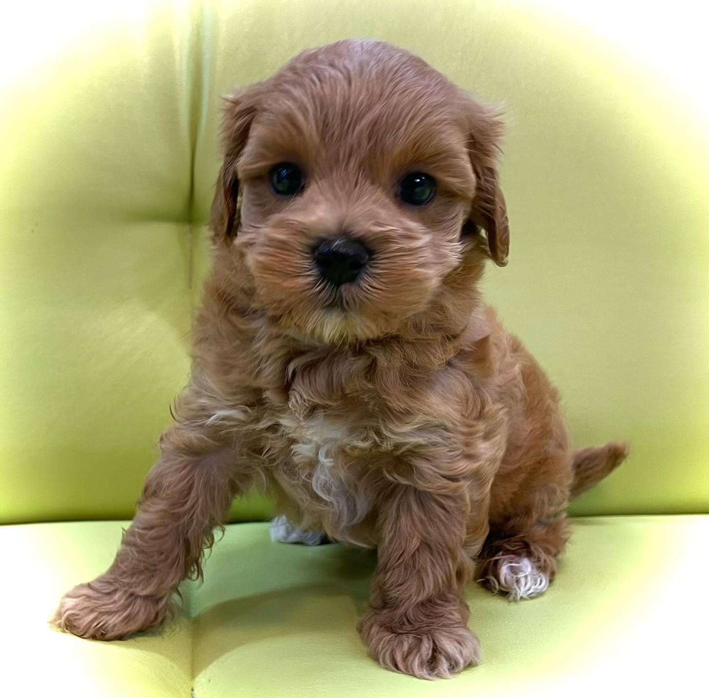 神奈川県のマルプー(マルチーズ×プードル) (Puppyカフェ/2025年5月3日生まれ/男の子/レッド)の子犬の1枚目の画像