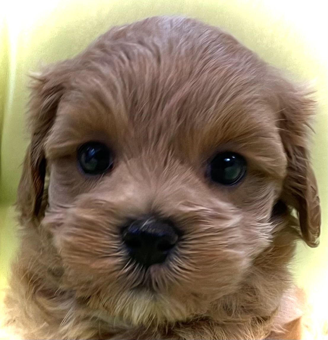 神奈川県のマルプー(マルチーズ×プードル) (Puppyカフェ/2025年5月3日生まれ/男の子/レッド)の子犬の2枚目の画像