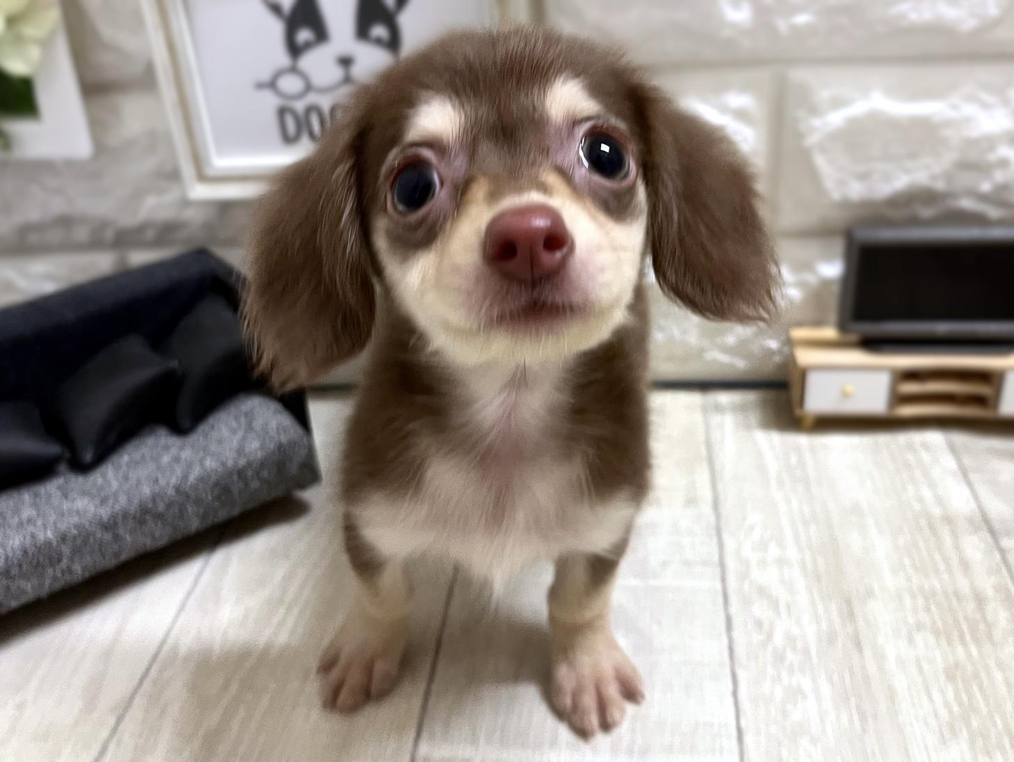 和歌山県のチワックス(チワワ×ダックス) (DOGMAN和歌山店/2026年2月25日生まれ/女の子/チョコレートクリーム)の子犬の1枚目の画像