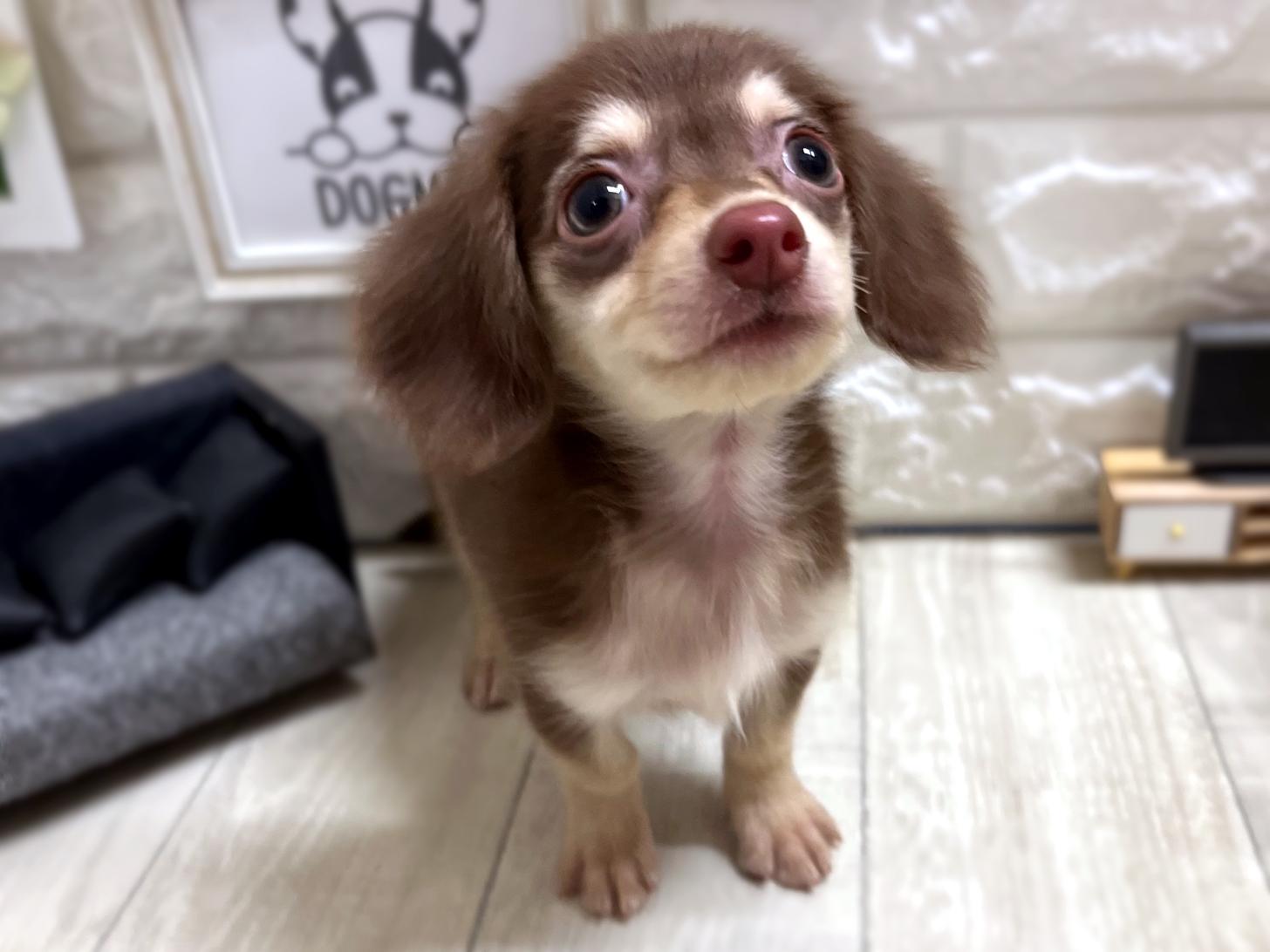 和歌山県のチワックス(チワワ×ダックス) (DOGMAN和歌山店/2026年2月25日生まれ/女の子/チョコレートクリーム)の子犬の2枚目の画像