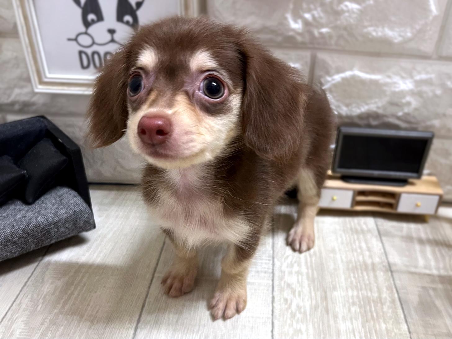 和歌山県のチワックス(チワワ×ダックス) (DOGMAN和歌山店/2026年2月25日生まれ/女の子/チョコレートクリーム)の子犬の3枚目の画像
