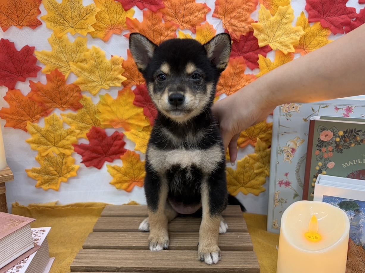 北海道の柴犬(標準サイズ) (ラブワンコ カインズ大曲店/2026年7月18日生まれ/女の子/黒)の子犬