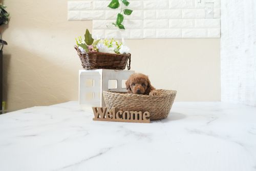 滋賀県のトイプードル(タイニー) (いっぷく湖南店/2026年2月26日生まれ/男の子/レッドフォーン)の子犬の1枚目の画像