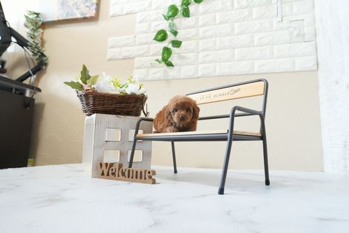 滋賀県のトイプードル(タイニー) (いっぷく湖南店/2026年2月26日生まれ/男の子/レッドフォーン)の子犬の2枚目の画像