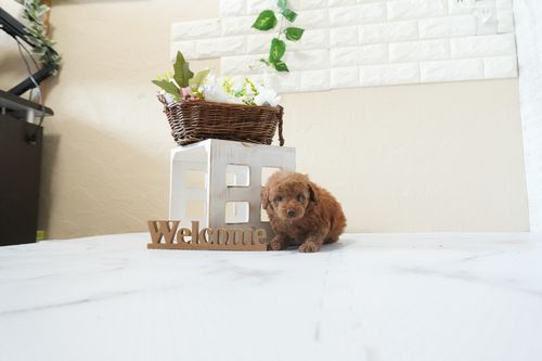 滋賀県のトイプードル(タイニー) (いっぷく湖南店/2026年2月26日生まれ/男の子/レッドフォーン)の子犬の3枚目の画像