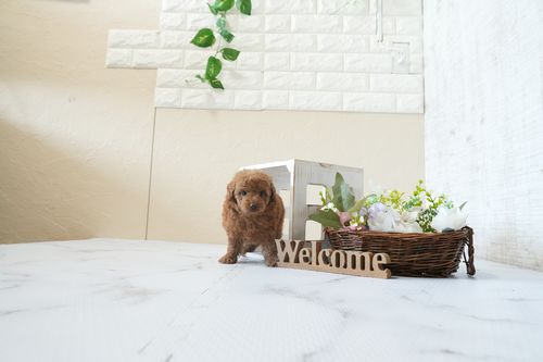 滋賀県のトイプードル(タイニー) (いっぷく湖南店/2026年2月26日生まれ/男の子/レッドフォーン)の子犬の4枚目の画像