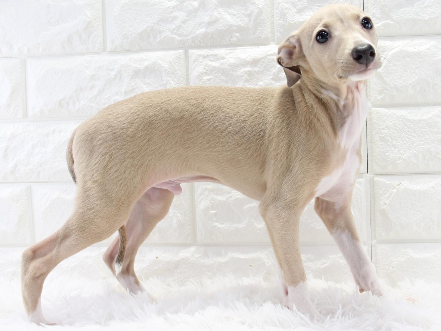 愛知県のイタリアングレーハウンド (猫福家 名古屋南店/2025年12月15日生まれ/男の子/ブルーフォーンホワイト)の子犬の1枚目の画像