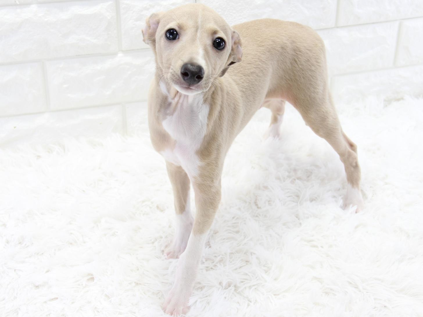 愛知県のイタリアングレーハウンド (猫福家 名古屋南店/2025年12月15日生まれ/男の子/ブルーフォーンホワイト)の子犬の2枚目の画像