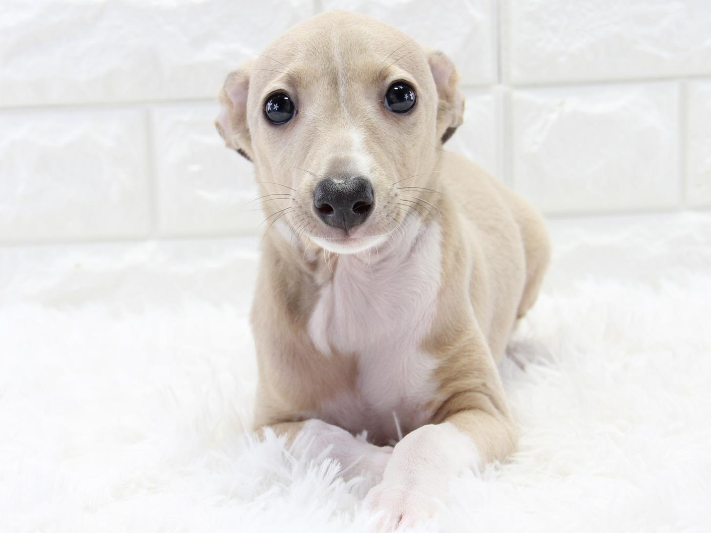 愛知県のイタリアングレーハウンド (猫福家 名古屋南店/2025年12月15日生まれ/男の子/ブルーフォーンホワイト)の子犬の4枚目の画像