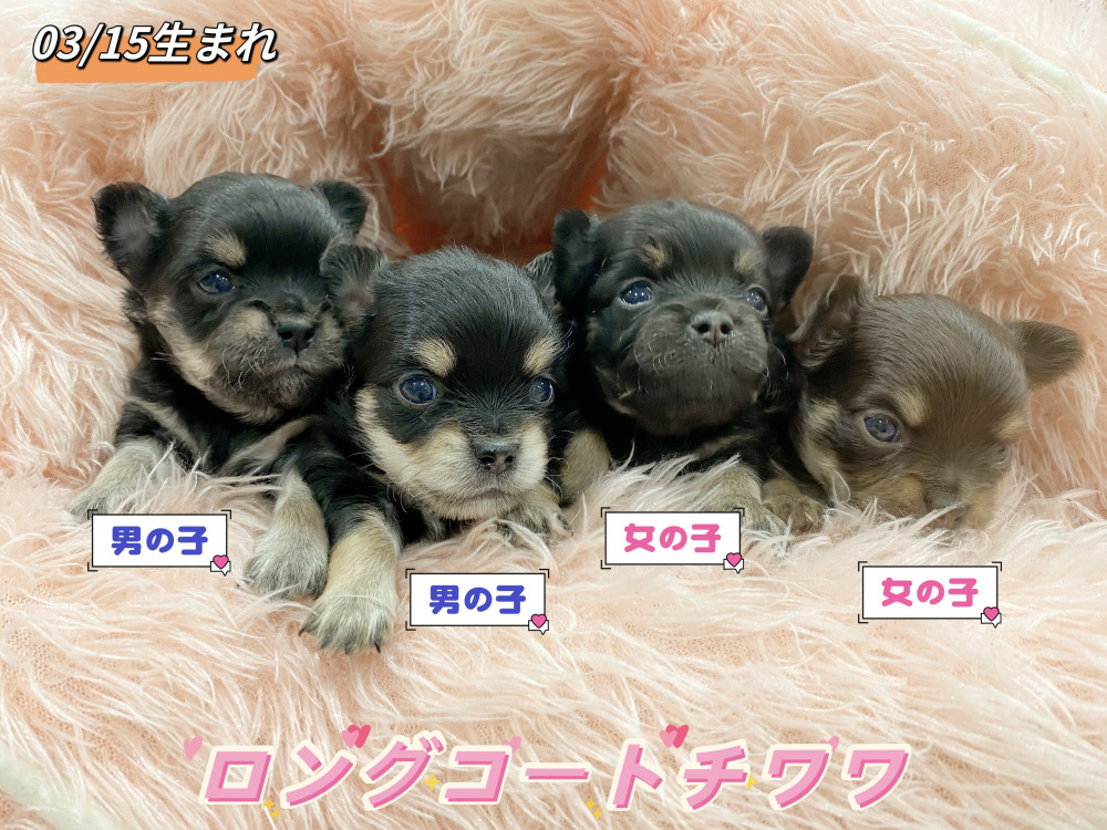 新潟県のチワワ(ロング) (竹内ペット 新津本店/2026年3月15日生まれ/男の子/ブラックタン)の子犬の1枚目の画像