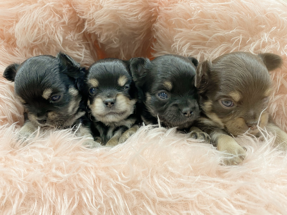 新潟県のチワワ(ロング) (竹内ペット 新津本店/2026年3月15日生まれ/男の子/ブラックタン)の子犬の2枚目の画像