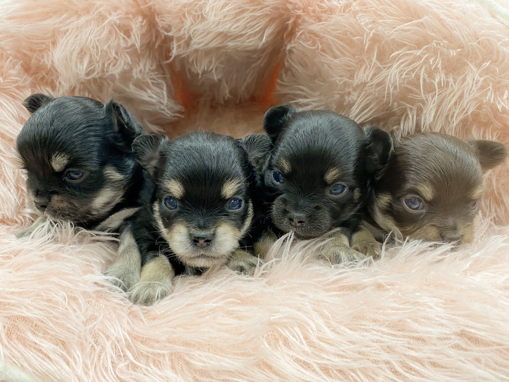 新潟県のチワワ(ロング) (竹内ペット 新津本店/2026年3月15日生まれ/男の子/ブラックタン)の子犬の3枚目の画像