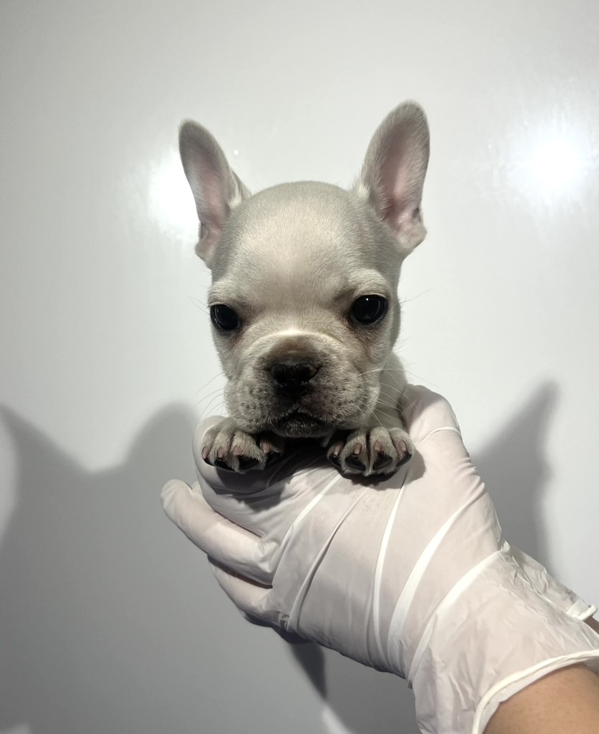 埼玉県のフレンチブルドッグ (ペッツスマイル南中野店/2025年12月26日生まれ/男の子/クリーム)の子犬の1枚目の画像
