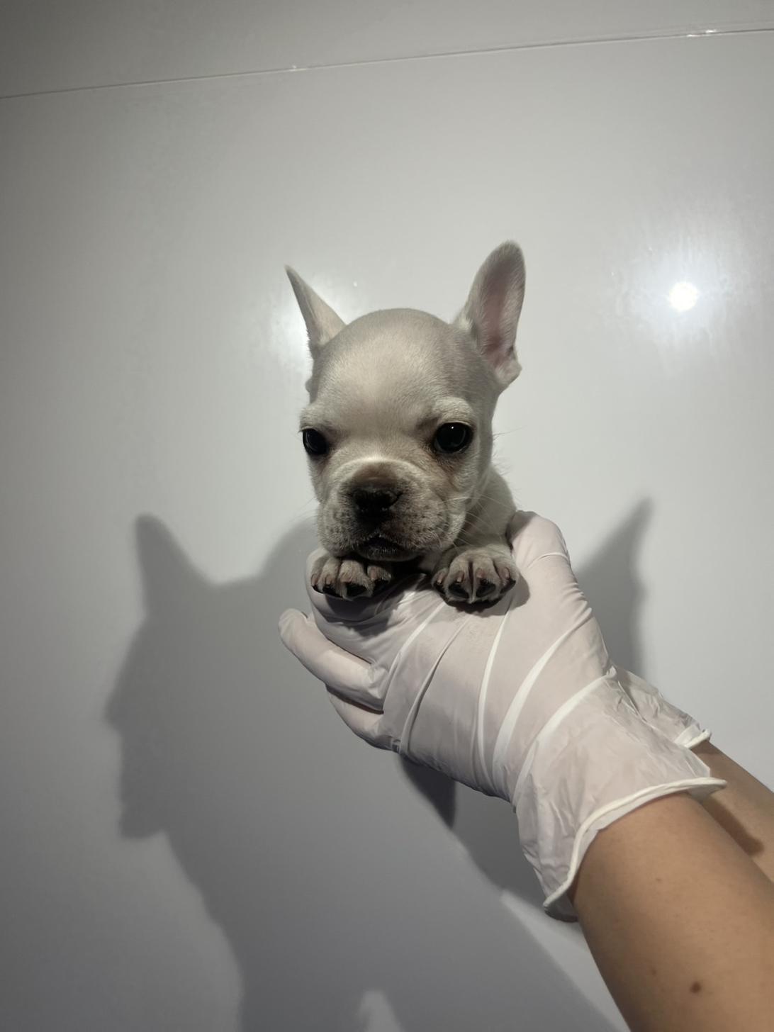 埼玉県のフレンチブルドッグ (ペッツスマイル南中野店/2025年12月26日生まれ/男の子/クリーム)の子犬の2枚目の画像