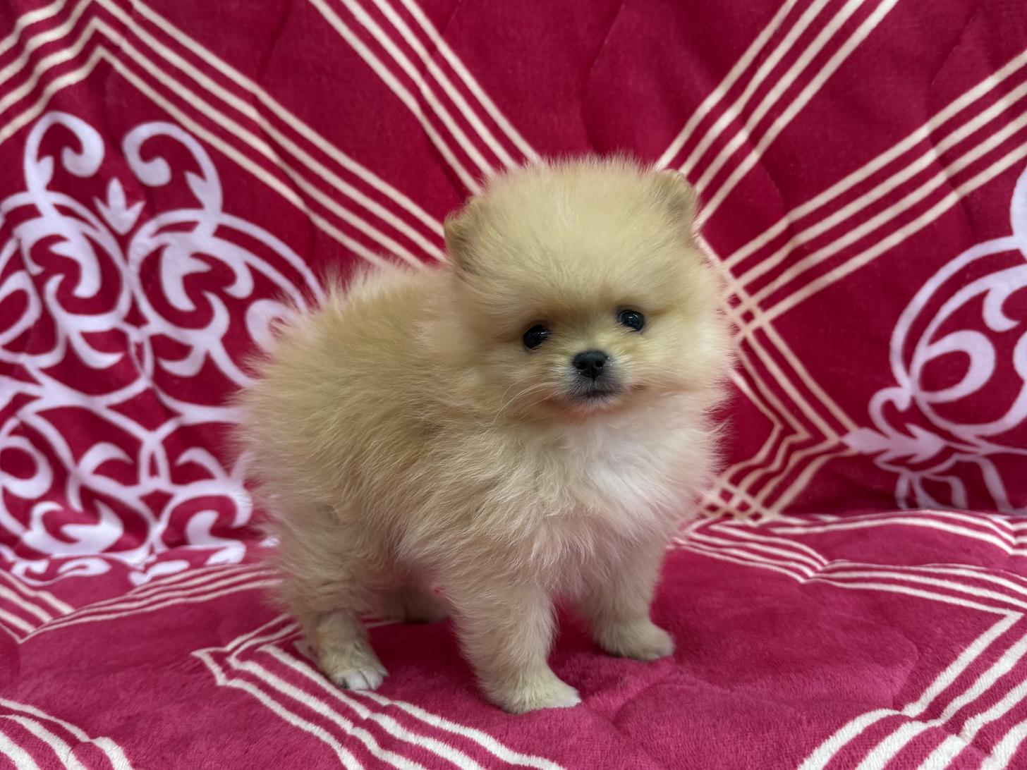 愛知県のポメラニアン (ハピースペット春日井アミーゴ店/2026年1月5日生まれ/男の子/オレンジ)の子犬の1枚目の画像